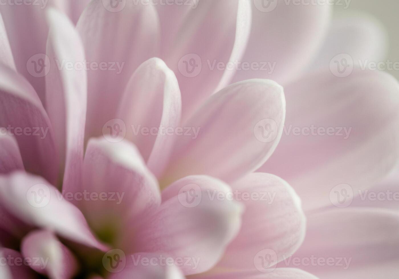 A close-up shot showcases the intricate details of a soft, delicate pink flower. photo