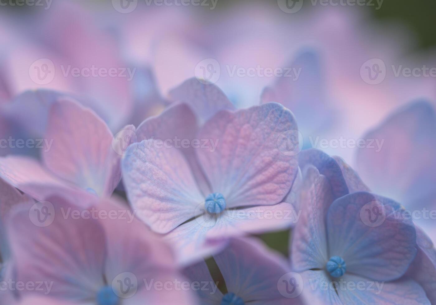 A stunning macro shot of a hydrangea flower with beautiful pink and blue hues. photo