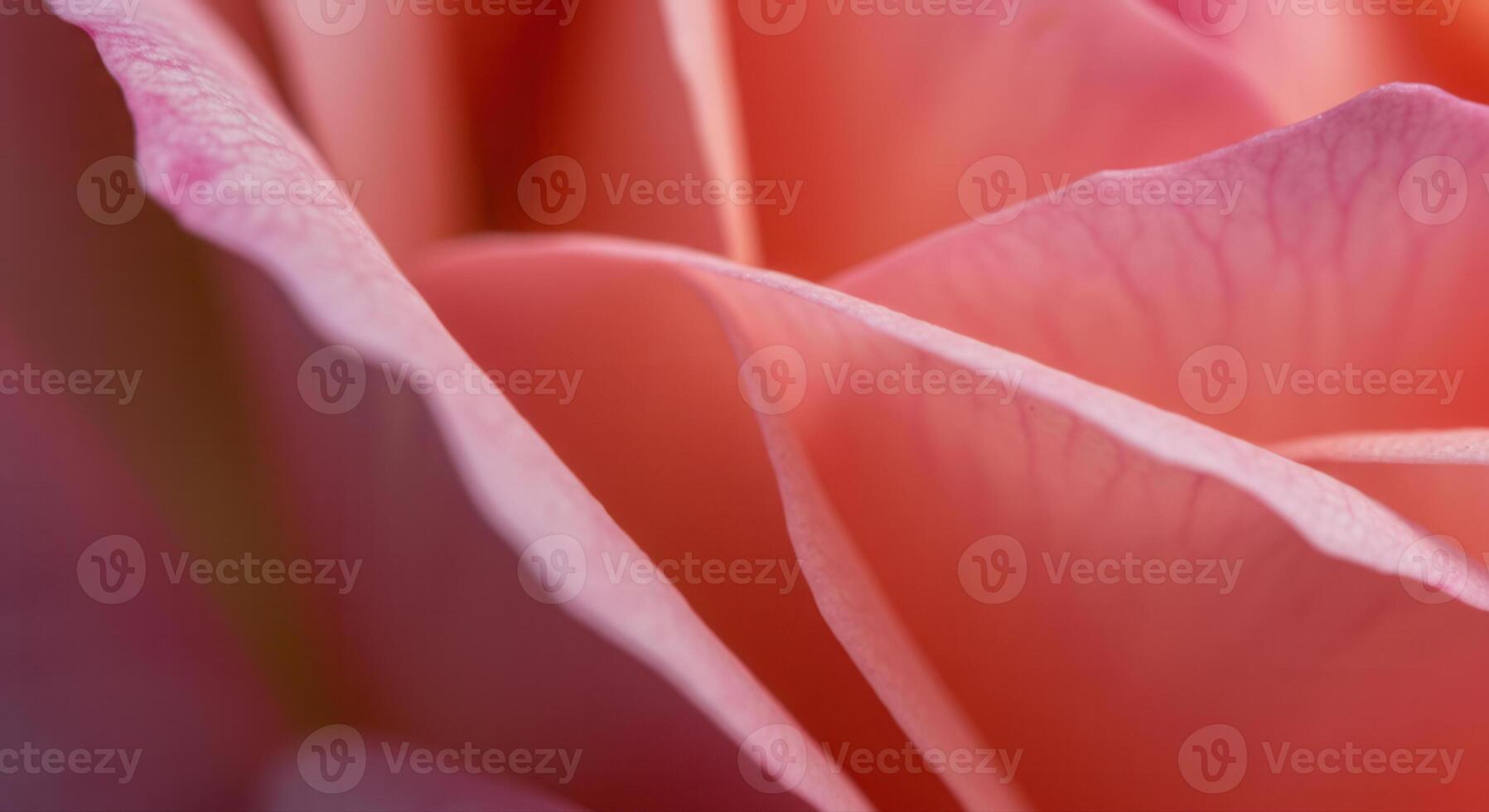 A captivating close-up view of a pink rose, displaying intricate petal details. photo