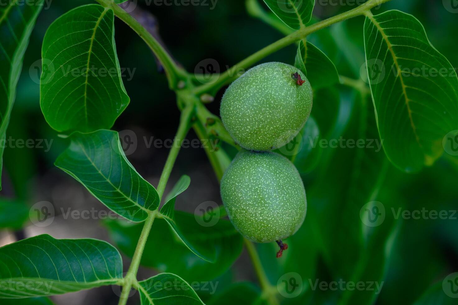 Unripe green walnuts hanging on tree branches, close-up view in a Cypriot garden during summer. photo