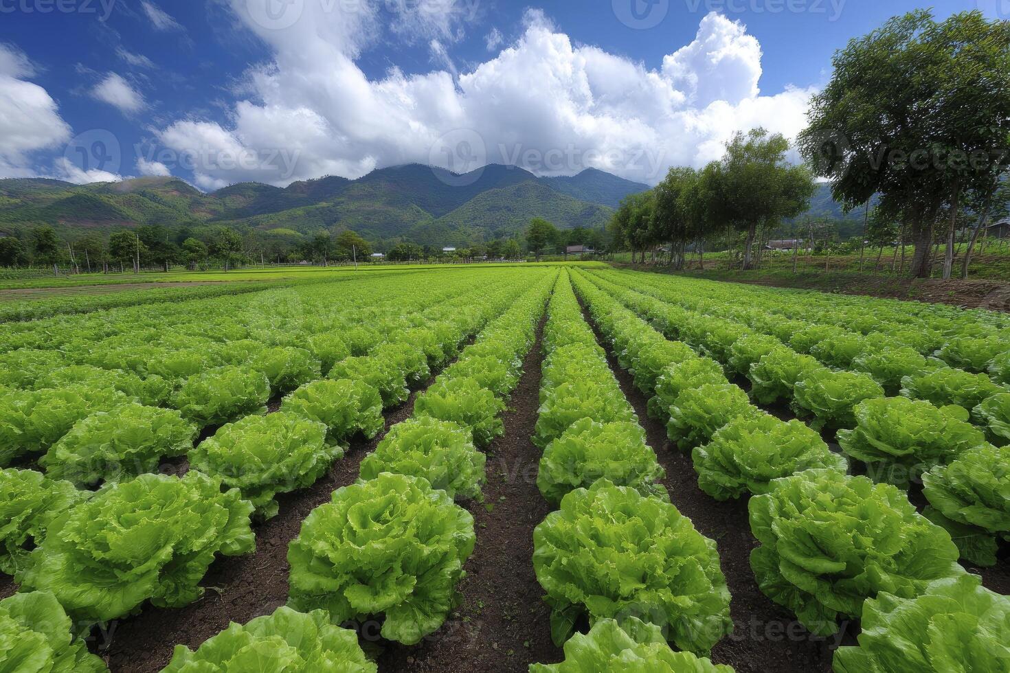 Rows of vibrant green lettuce plants form an orderly pattern across farmland beneath a bright, photo