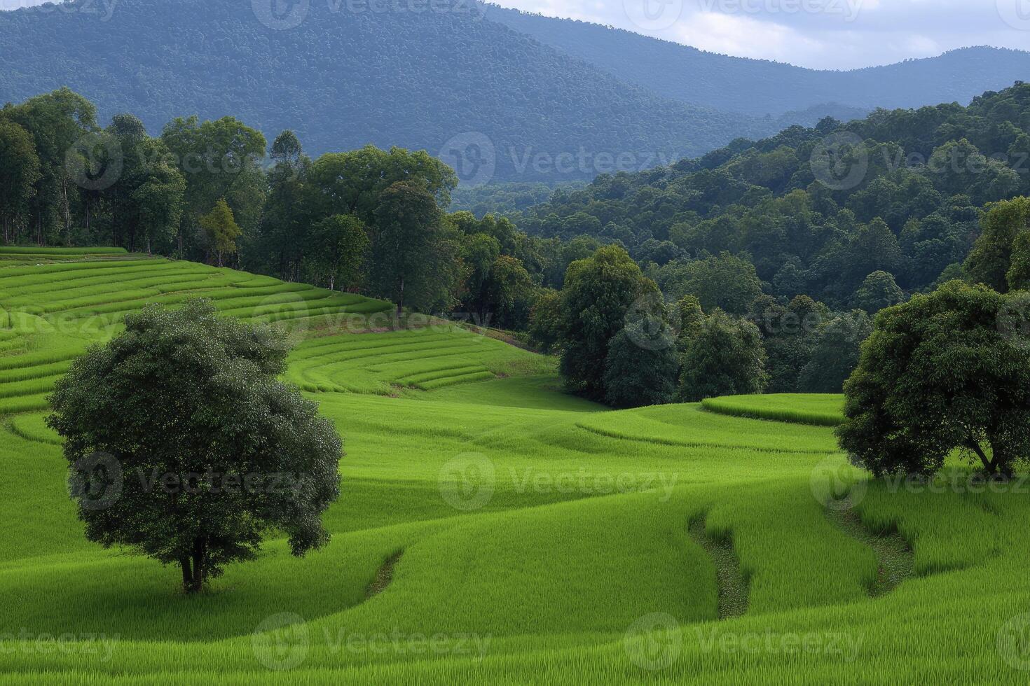 Lush green rice terraces cascade down the hillside under a soft, diffused light and forested photo