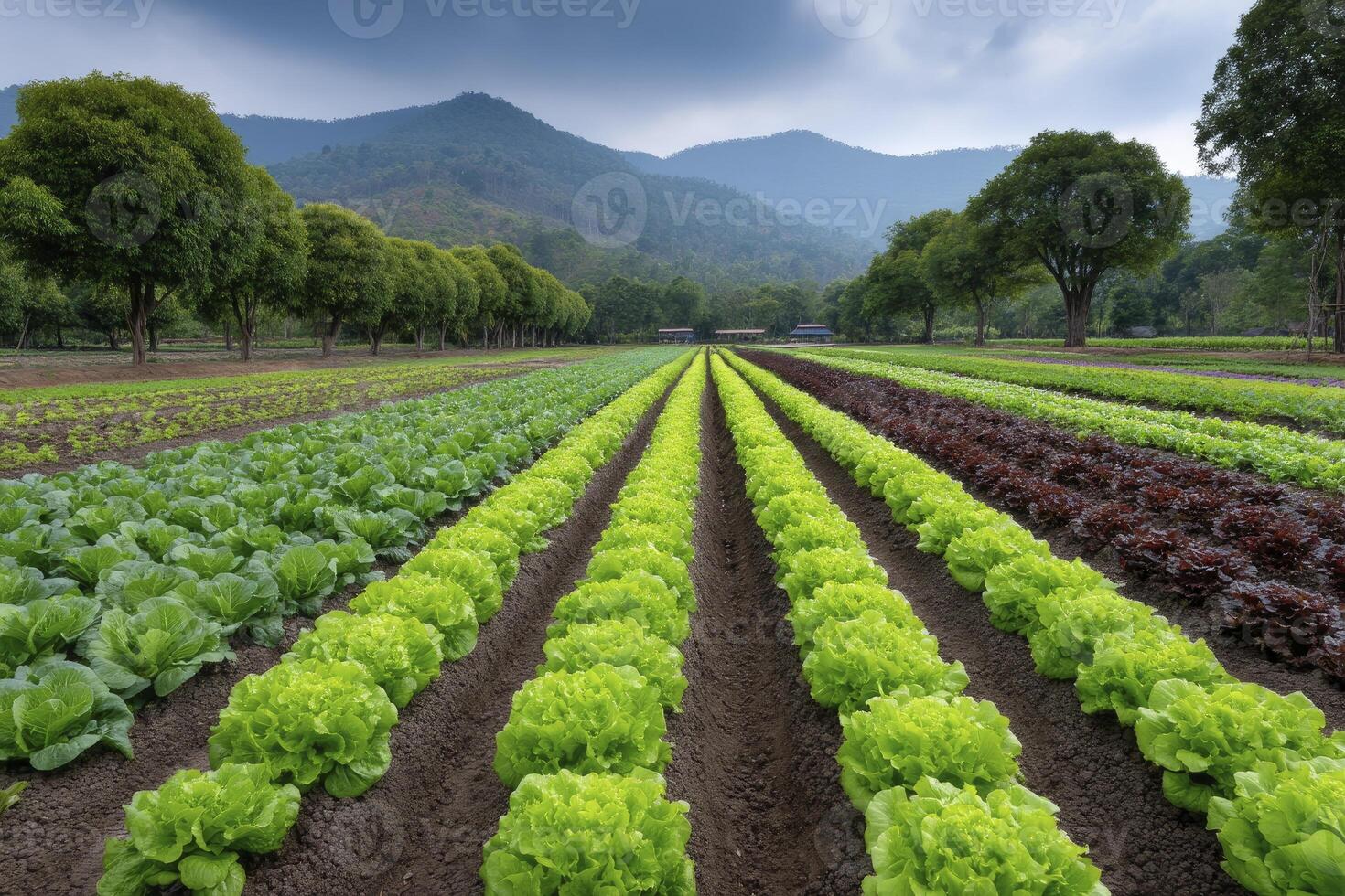 Rows of vibrant green and red lettuce create a geometric pattern in a rural agricultural farm photo