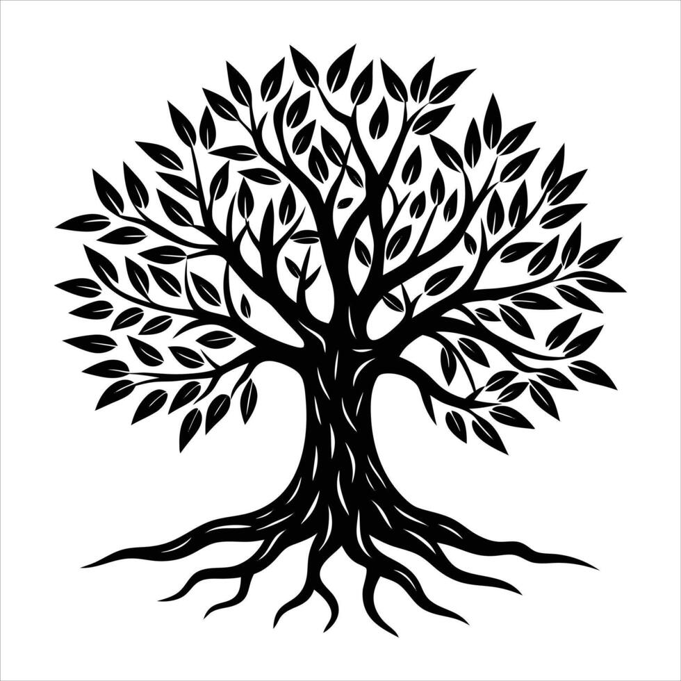 olive tree with gnarled roots exposed vector