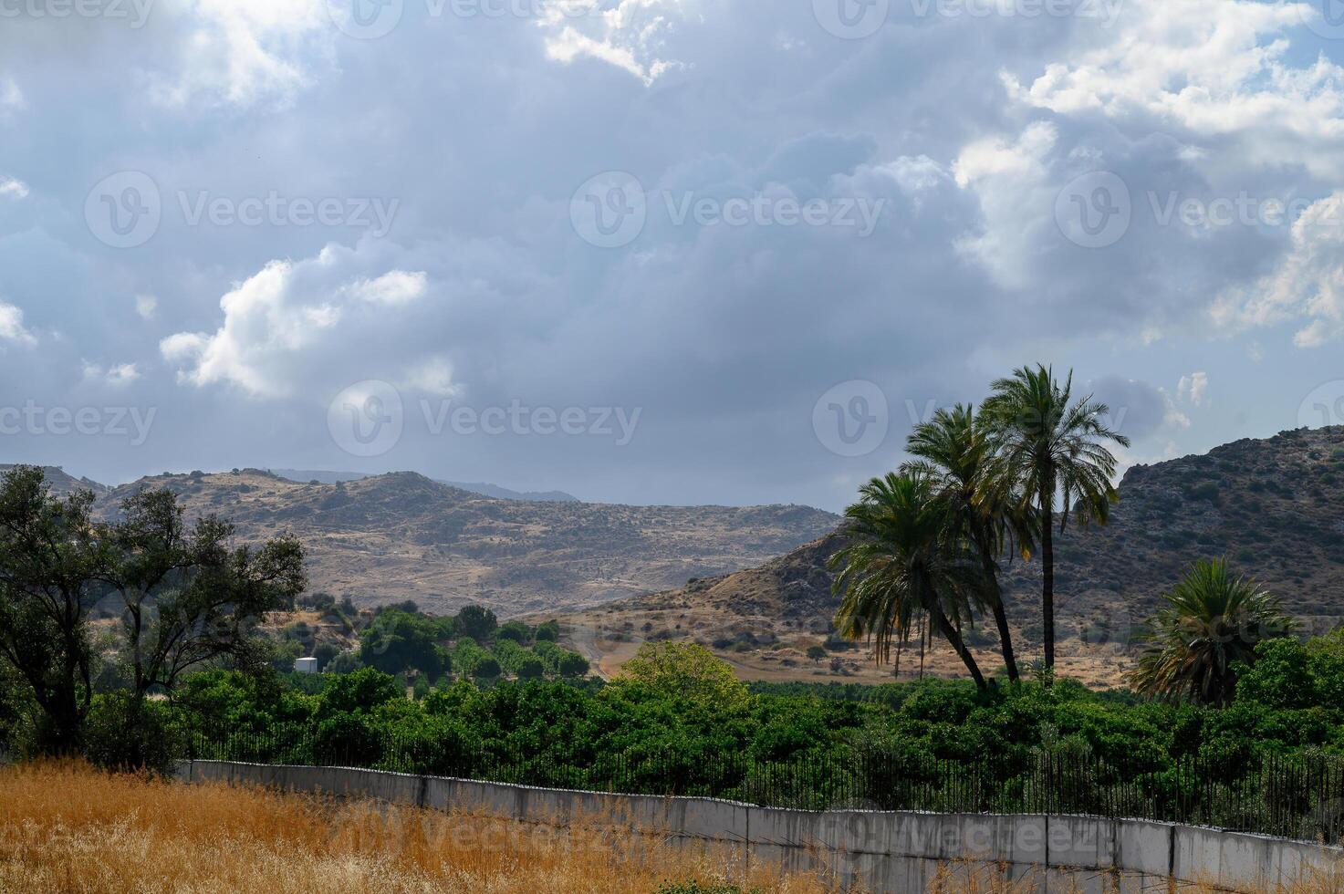Date Palm Trees with Sky and Mountain Background in Cyprus photo