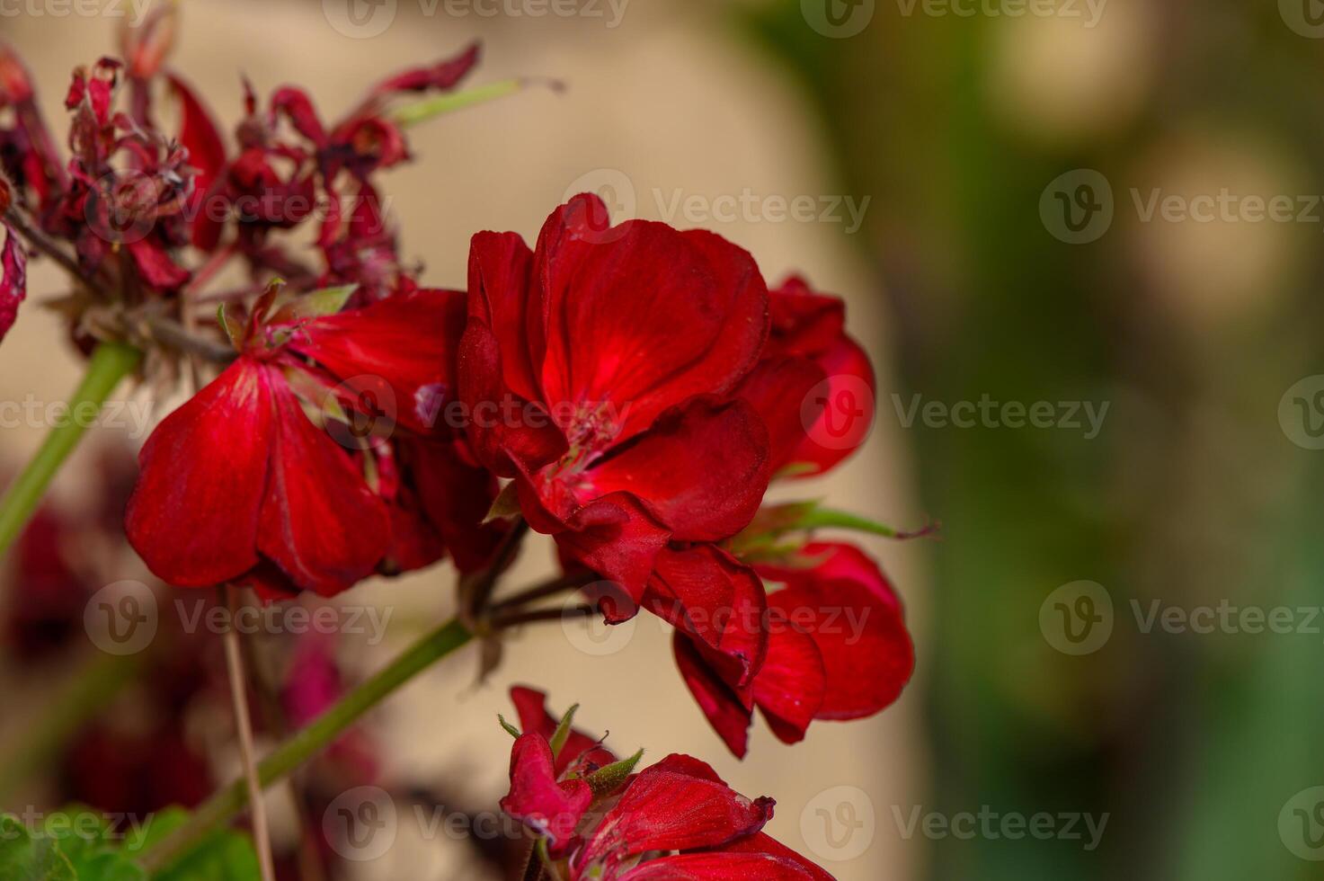 Tropical Flowers Glowing in Warm Sunset Light photo