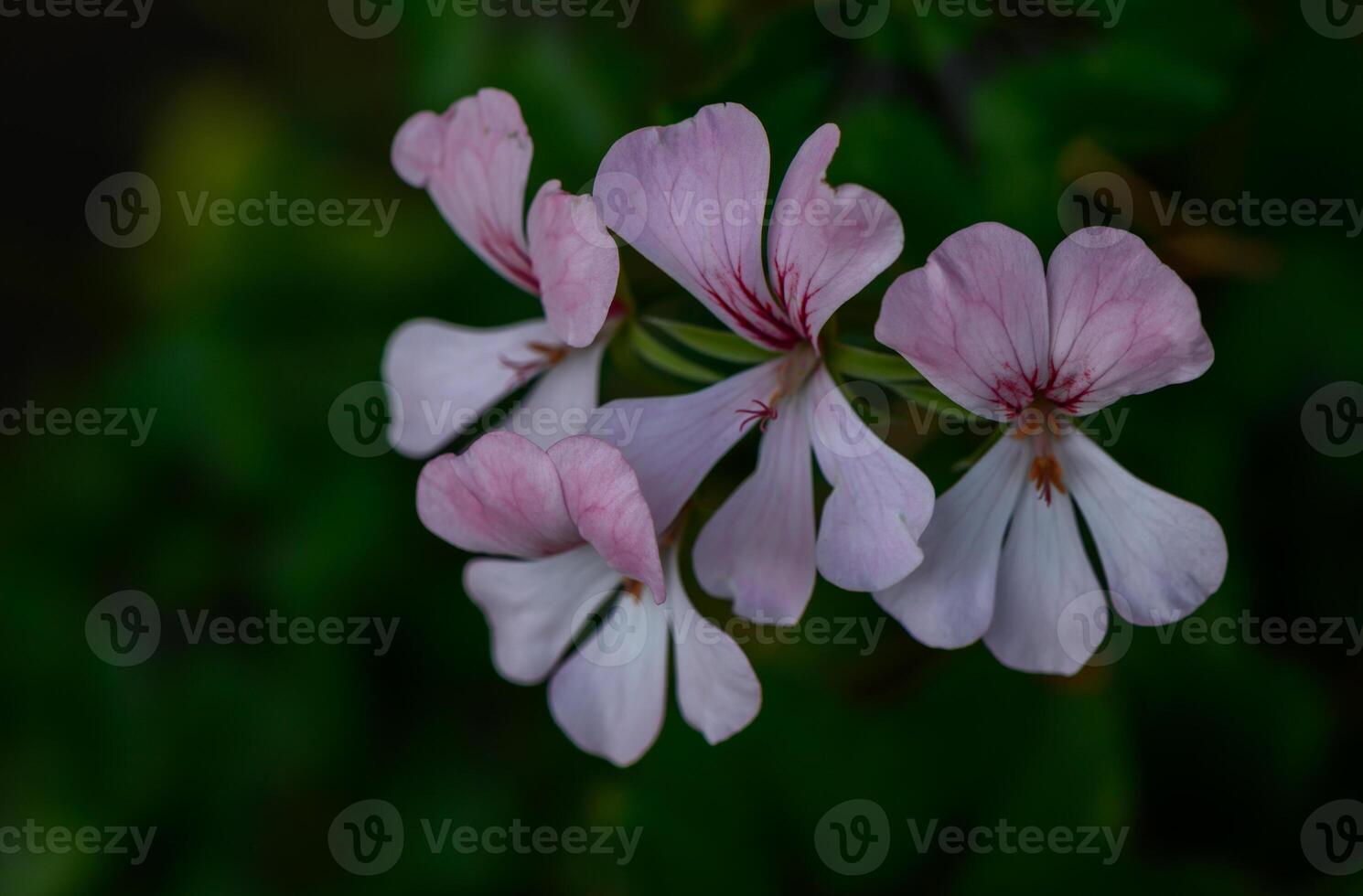 Close-Up of Pink Geranium Flowers in Full Bloom photo