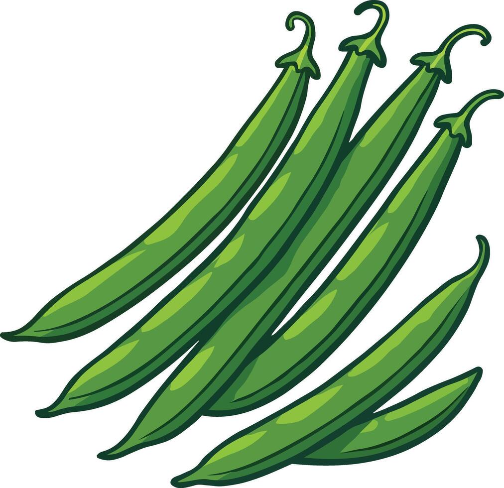 Illustration of Fresh Green String Beans vector