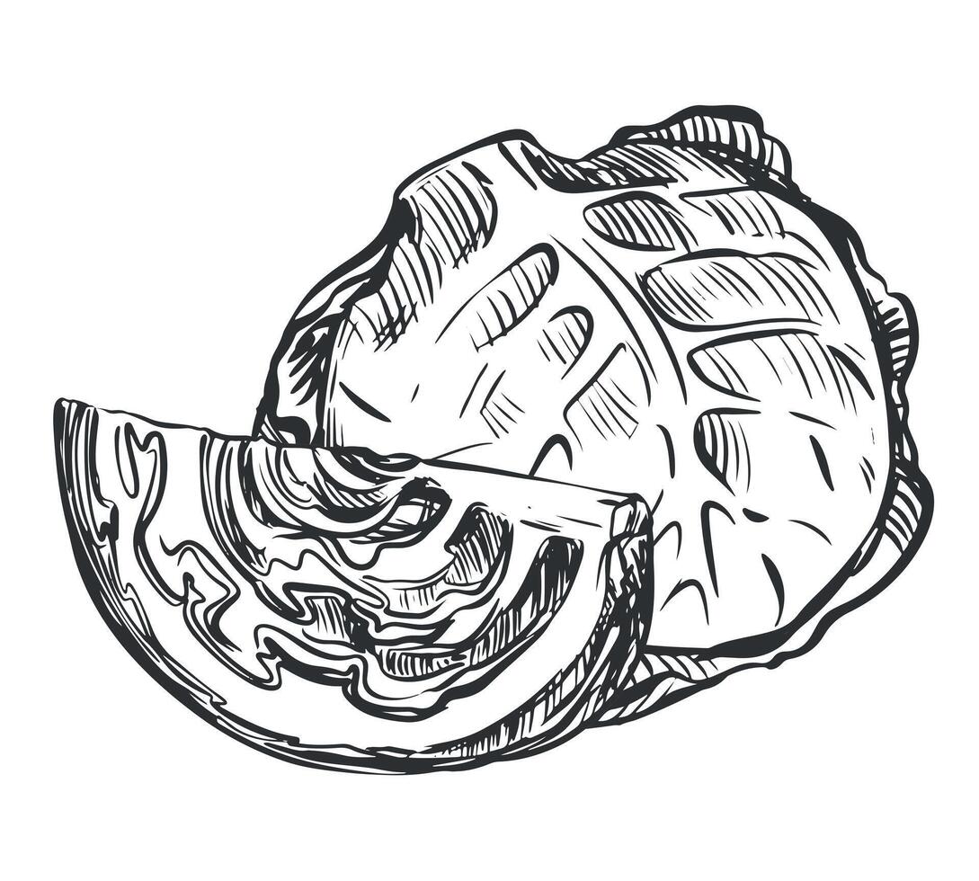 sketch of cabbage. Drawn whole head and piece of cabbage, imitation of old engraving technique. Black and white drawing of healthy farm vegetable on white background. vector