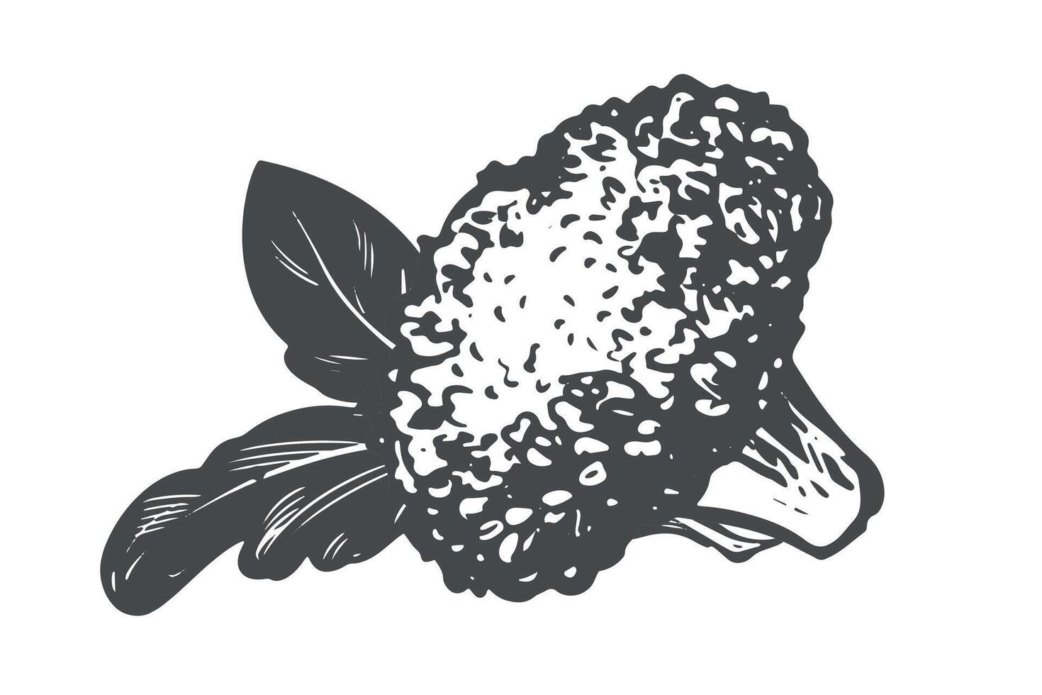 Broccoli lies on the table. sketch of cabbage, pieces and leaves. Imitation of old engraving technique. Black and white ink drawing of cauliflower on white background. vector
