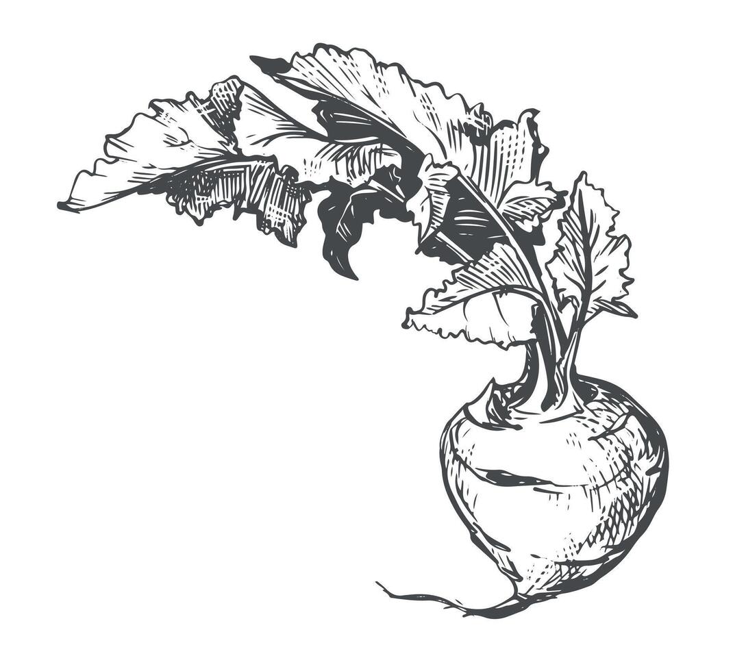 Line drawing of kohlrabi. cabbage in engraving style. Botanical vegetable ink sketch for farm shop design. vector