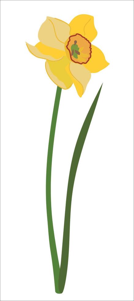 Spring flower isolated and on white background. White daffodil with green leaf in flat style. Narcissus vector