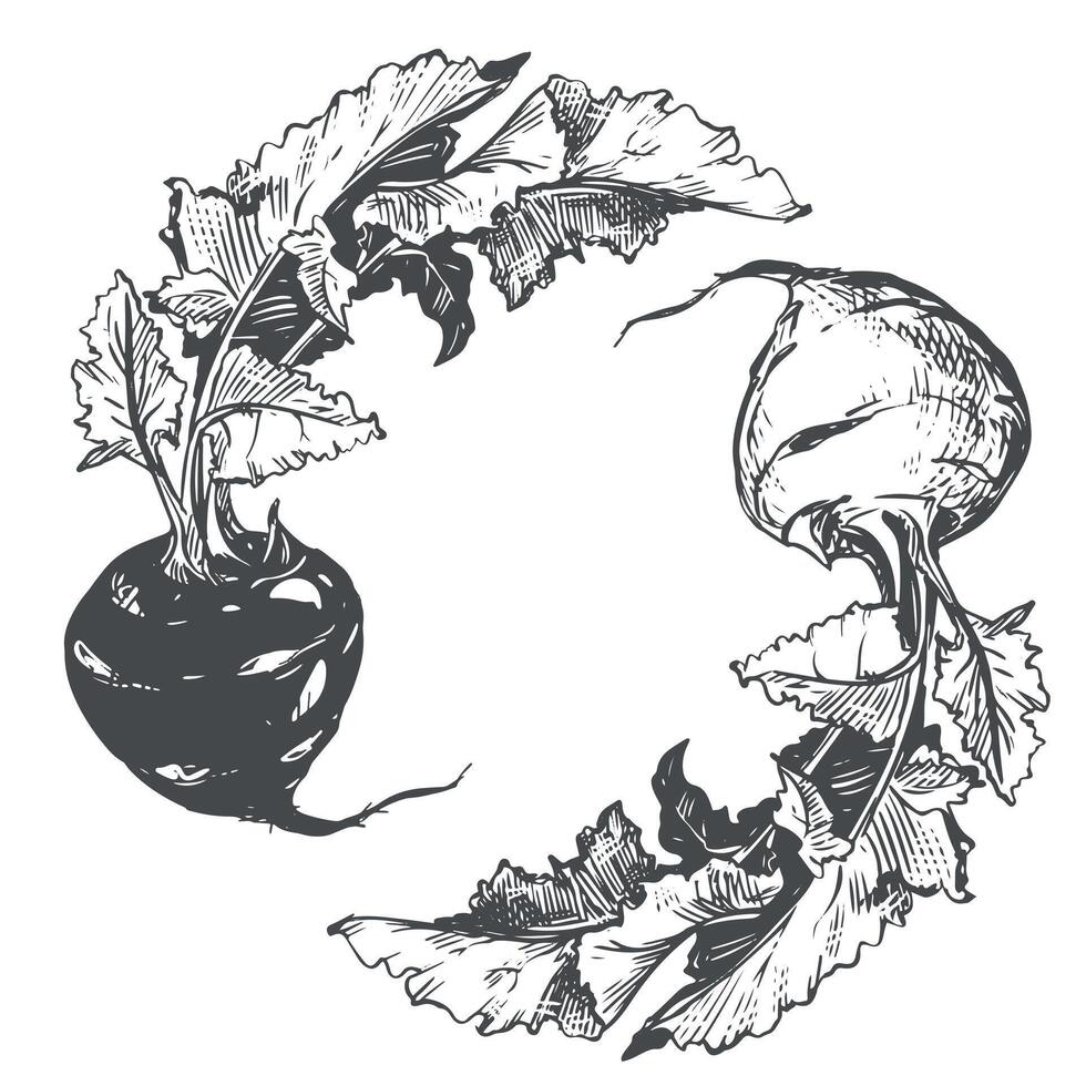 sketch of kohlrabi on white background. Botanical illustration of cabbage. Two heads and leaves of German turnip in botanical ink drawing technique. Healthy vegetable in vintage engraving style vector