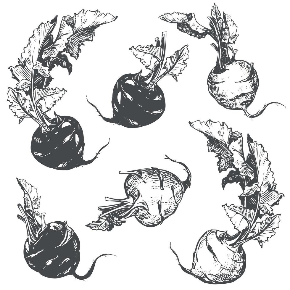 set of kohlrabi on white background. Botanical hand drawn illustration of cabbage. Two heads and leaves of German turnip in linear ink sketch technique. Vegetable in vintage engraving style vector