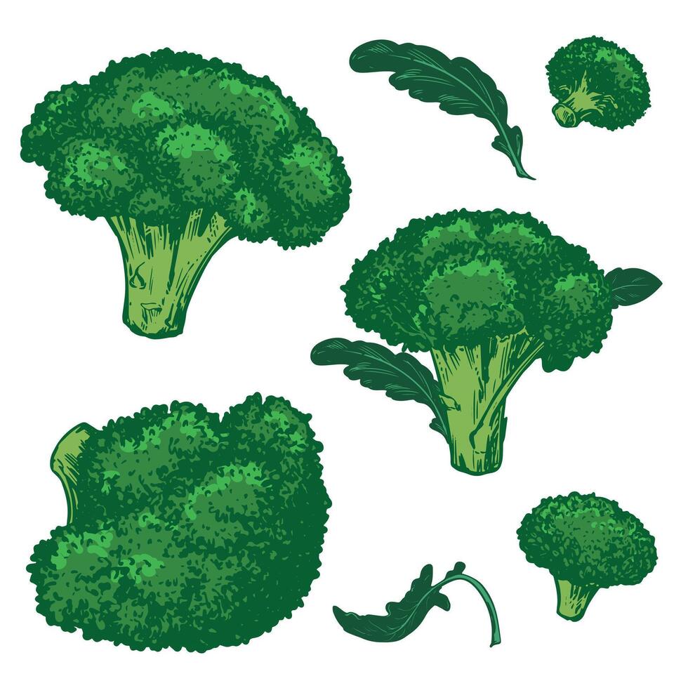 sketch of green broccoli with leaves. Hand drawn cabbage, imitation of old color engraving technique. Line drawing of cauliflower on white background. Set of farm vegetables. vector