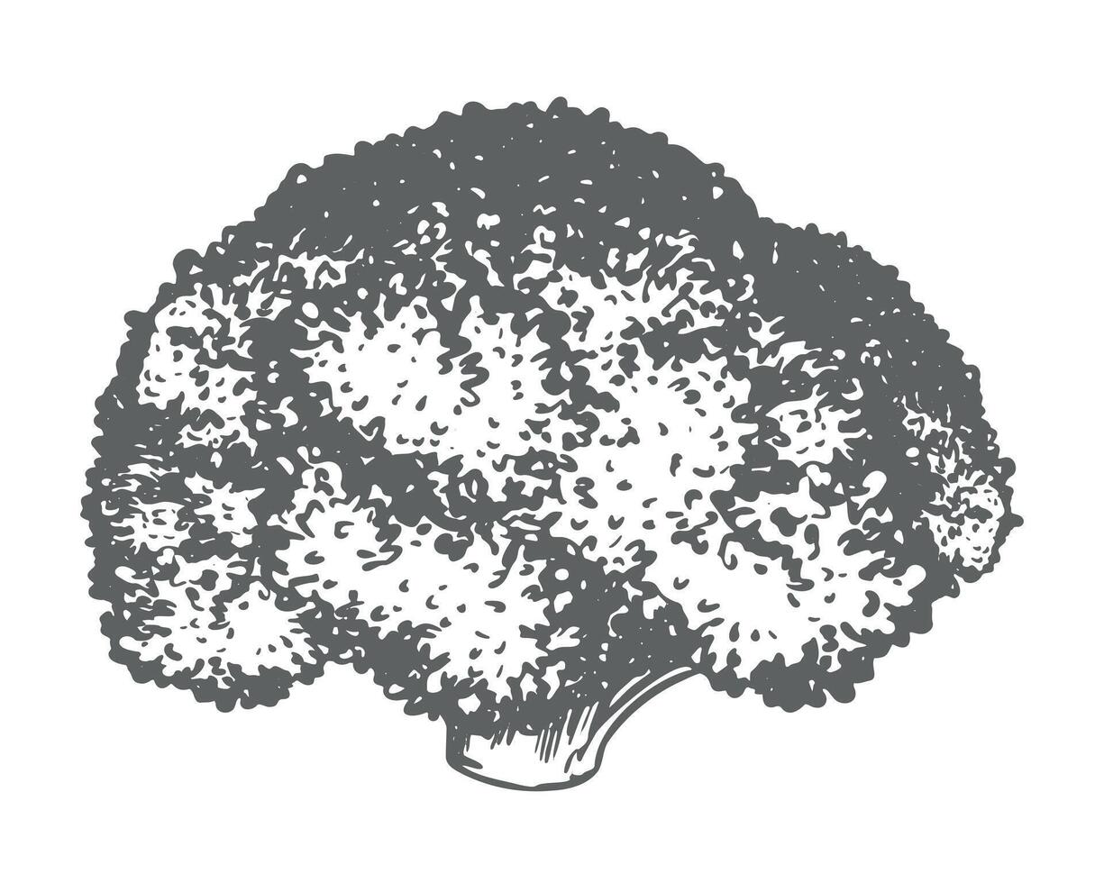 sketch of broccoli. Hand drawn ink drawing of cabbage, imitation of old engraving technique. Black and white drawing of healthy farm vegetable on white background. vector