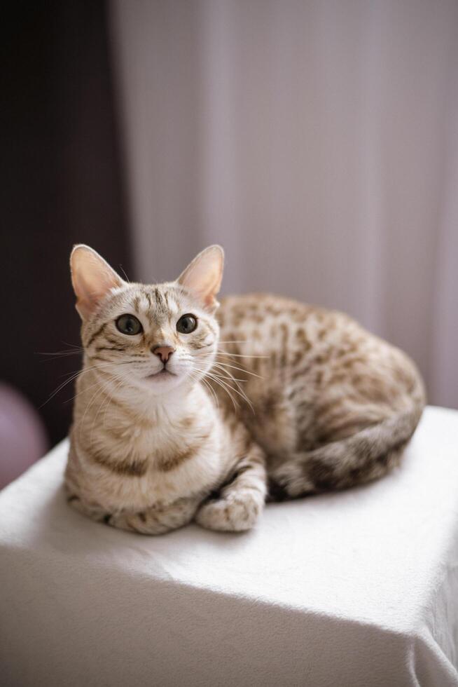 A cat is sitting on a white cloth photo