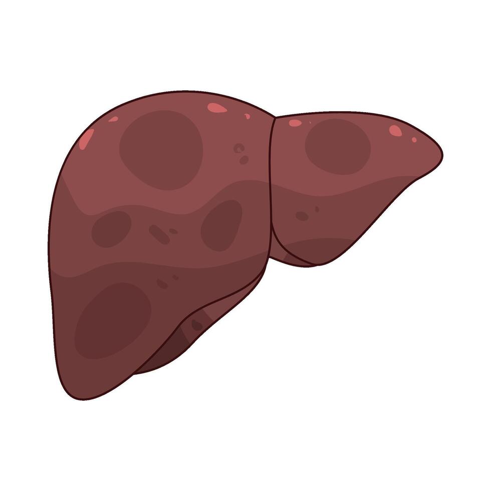Illustration of Human Liver vector