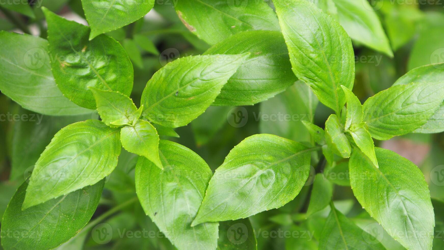 A close up of a plant with green leaves photo