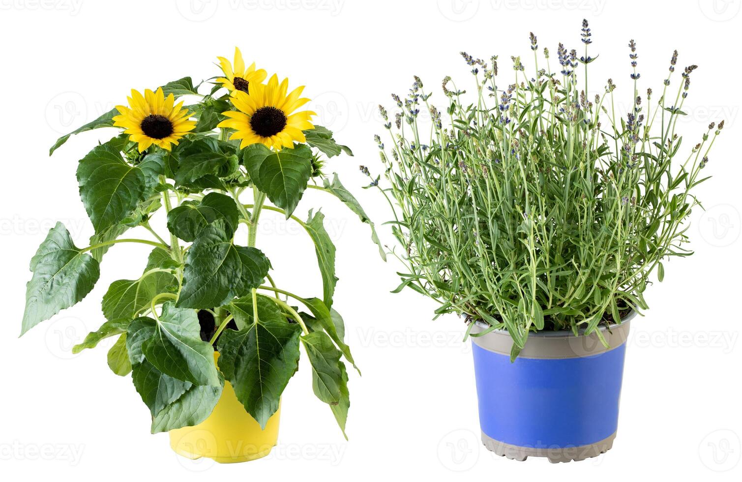 Lavender bouquet in a pot cut out isolated white background with clipping path photo