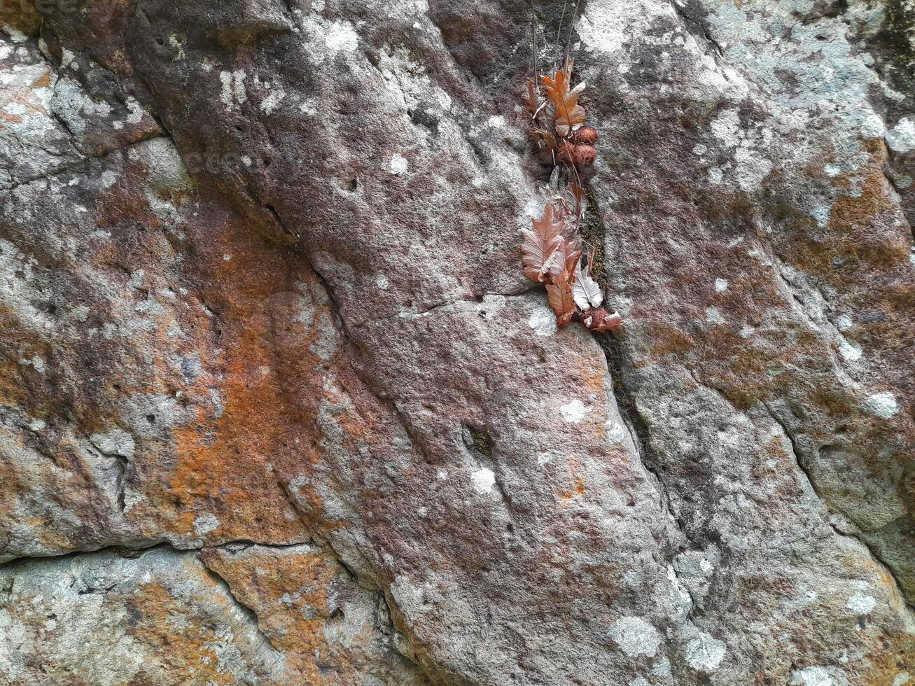 Close-up of a weathered rock surface with patches of lichen, moss, and discoloration, showing signs of natural aging and microbial growth in a moist environment photo