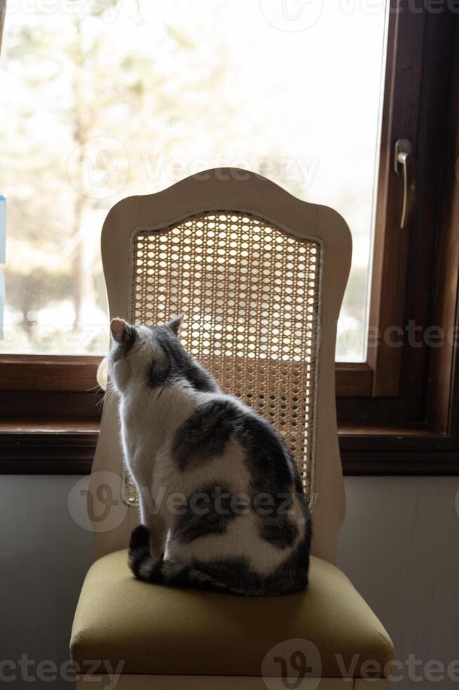 A white cat with gray spots sits on a chair by the window photo