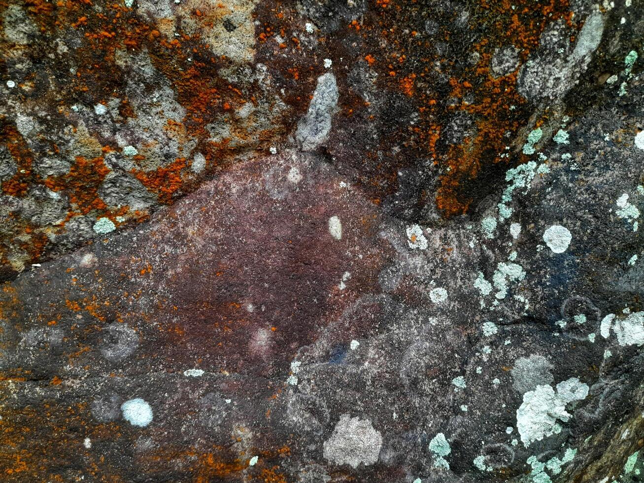 Close-up of a rock surface with patches of white lichen and moss, showing natural textures and weathering patterns in a humid outdoor environment photo