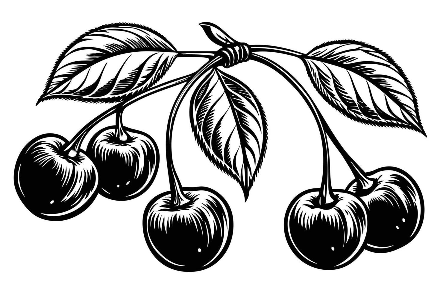 Elegant Black and White Illustration of Ripe Cherries on a Branch with Lush Leaves, a Vintage Style Still Life Fruit Image vector
