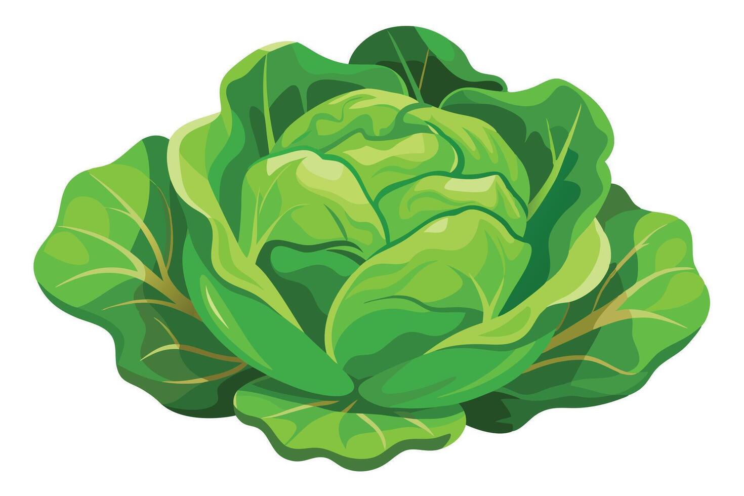 Fresh Green Cabbage, Vibrant Illustration of a Juicy Head of Cabbage Against a White Background, Perfect for Culinary or Health Blogs vector