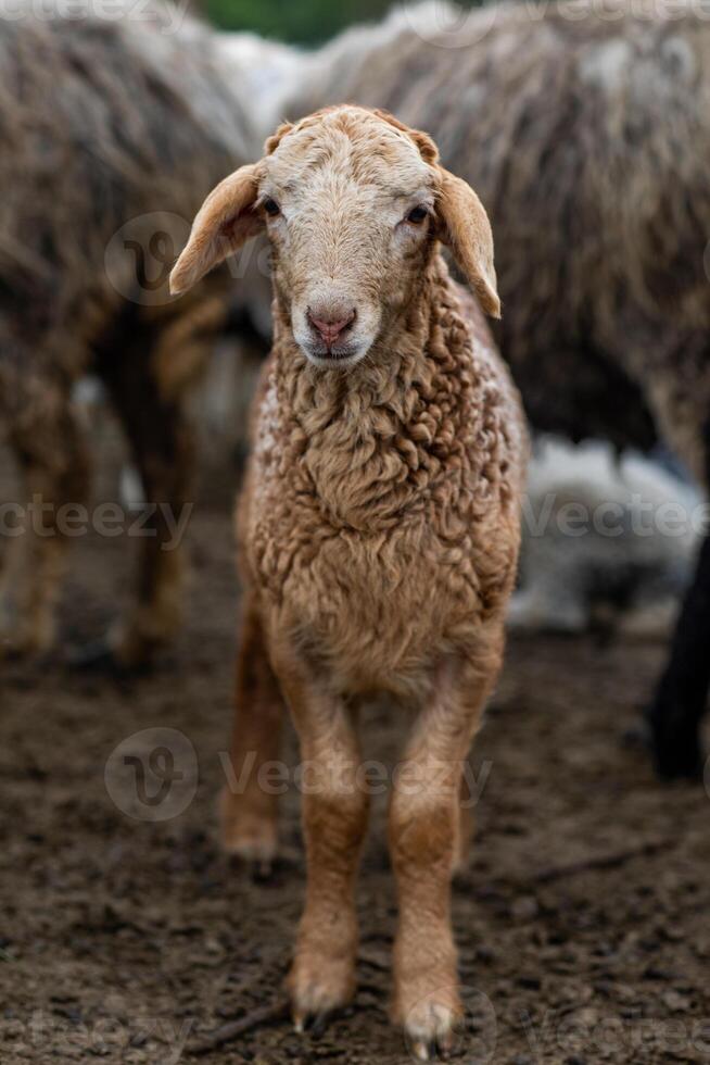 red lamd in the country in republic of Moldova photo