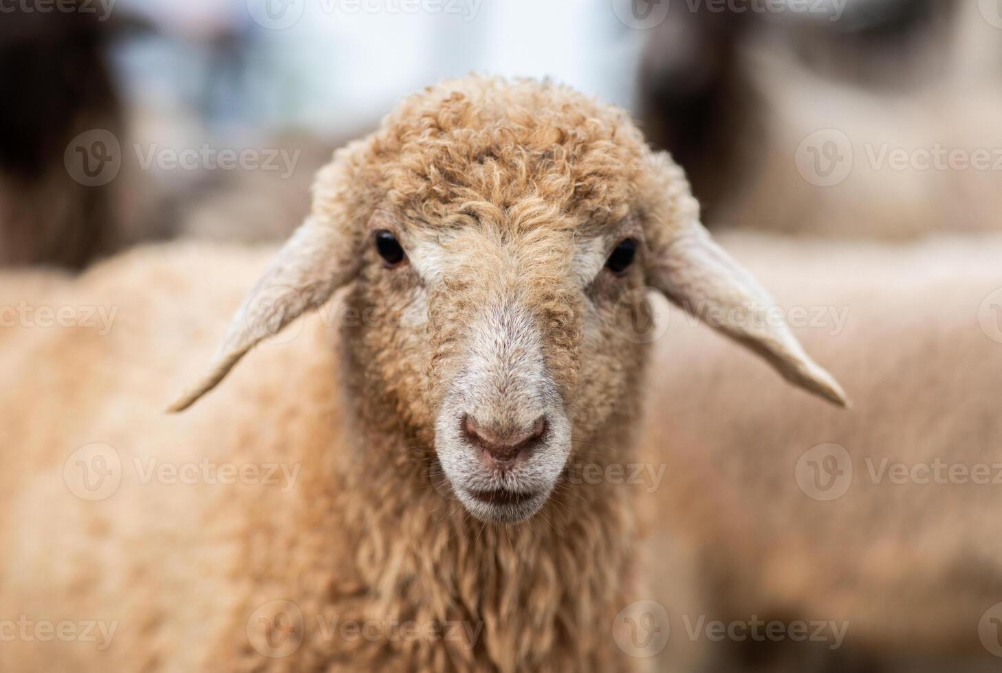gentle and obedient lamb in the flock of sheep photo