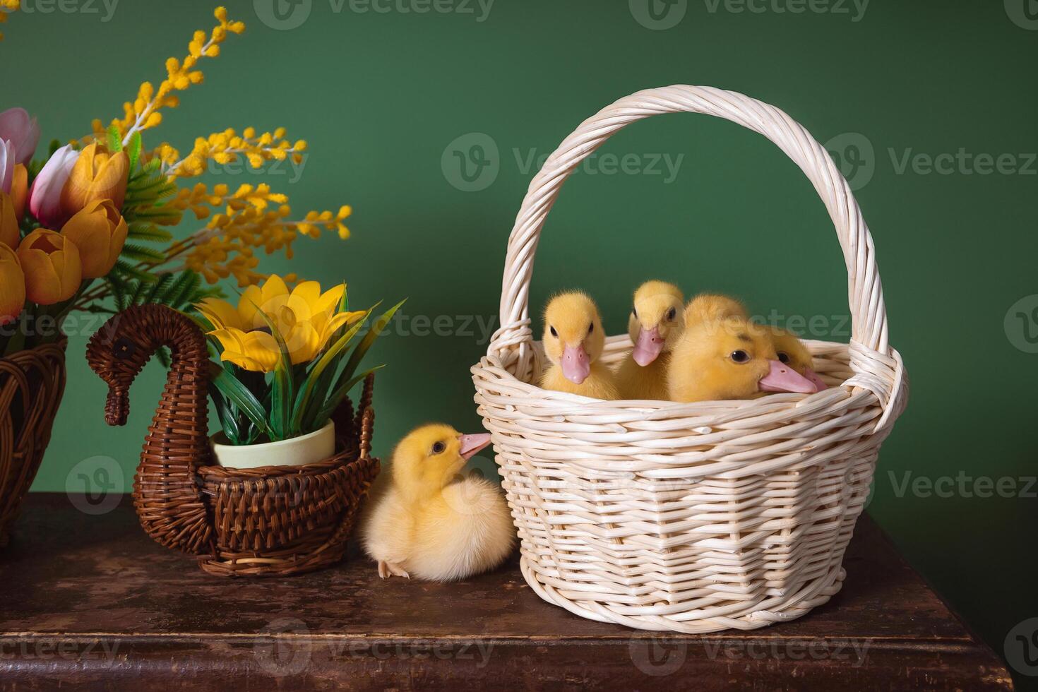 Several fluffy yellow ducklings in a wicker basket next to a decorative swan and a pot of yellow flowers on a wooden surface on a green background photo