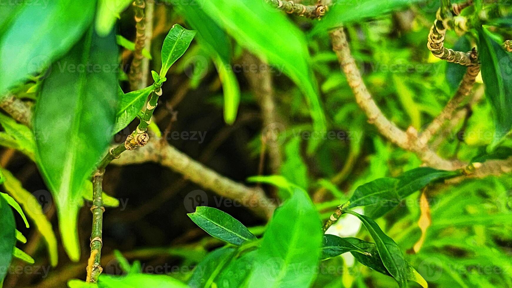 Green leaves background with selective focus. Green leaves background. Green leaves background. photo