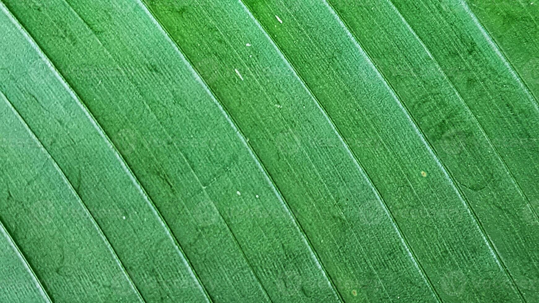 Close up of green leaf texture background. Abstract nature and environment concept. photo