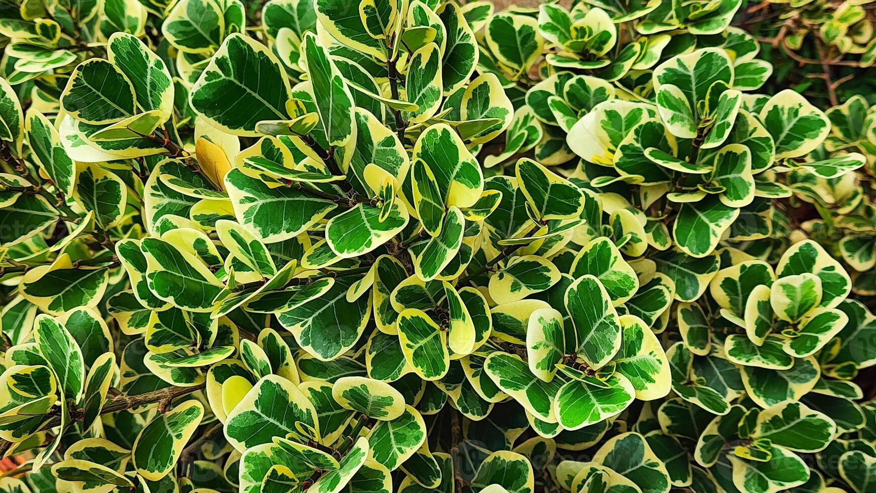 Close up of green leaves background. Green leaves texture. Green leaves background. photo