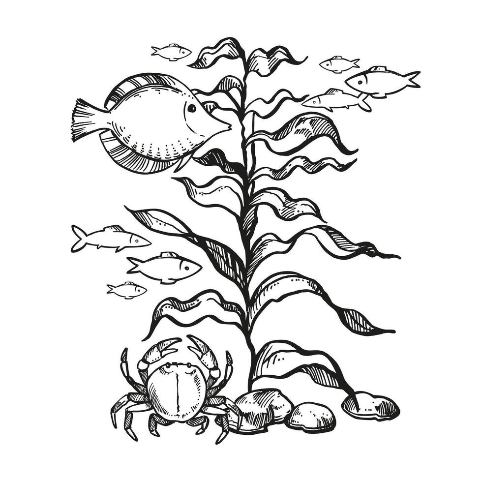 illustration of the seabed, inhabitants of the depths, hand drawn underwater algae, branches of plant at bottom of sea, ocean, monochrome black and white sketch of reef grass, marine line art vector