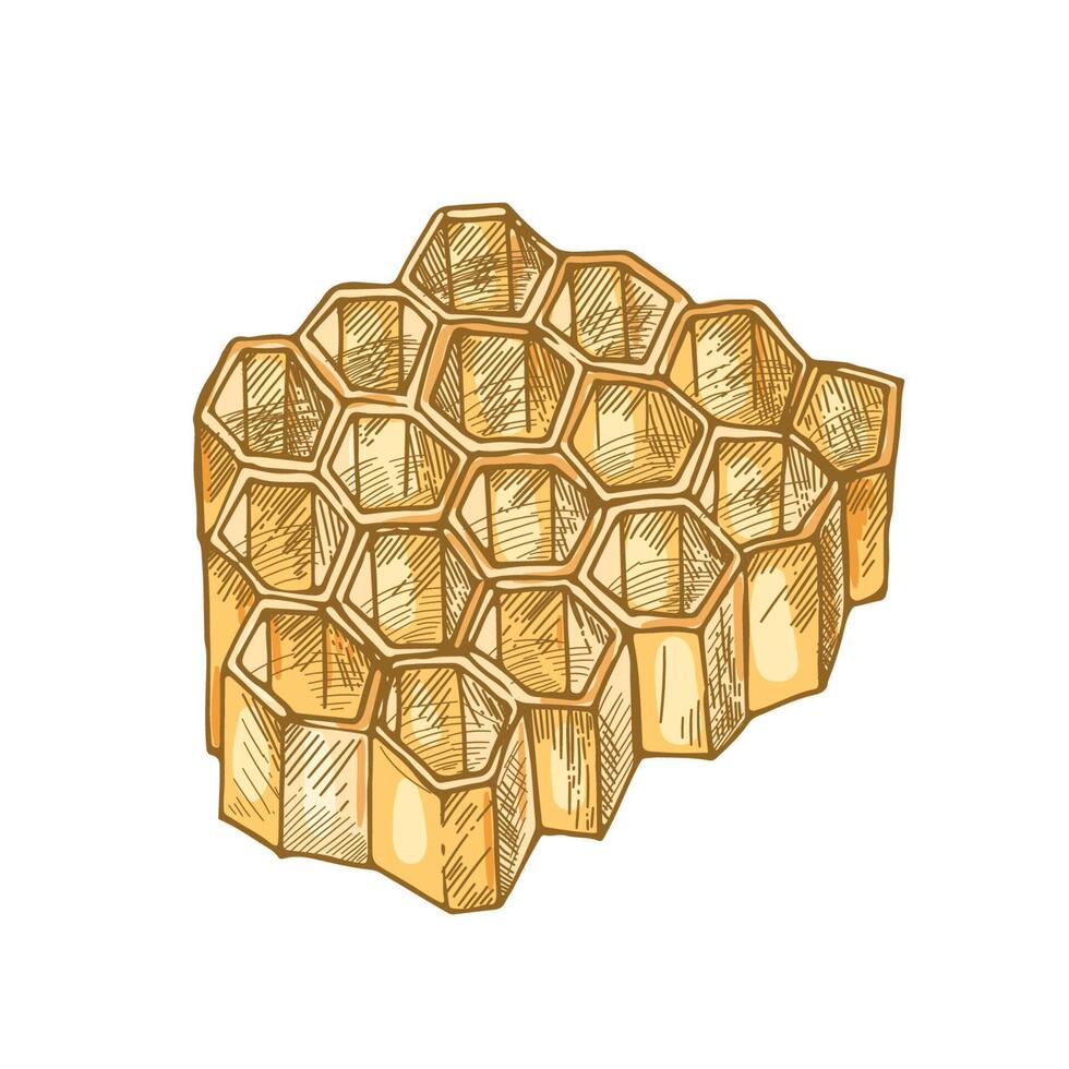 Honeycomb isolated on white background. Hexagonal prismatic wax cells built by bees for honey storage. Decorative design element. Colorful hand drawn illustration in elegant antique style. vector