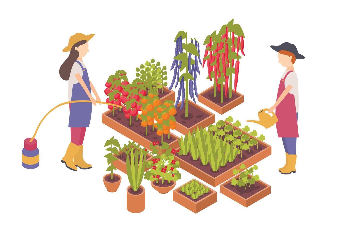 Pair of female cartoon characters watering vegetables growing in boxes or planters isolated on white background. Agriculture, organic gardening and farming. Colorful isometric illustration. vector