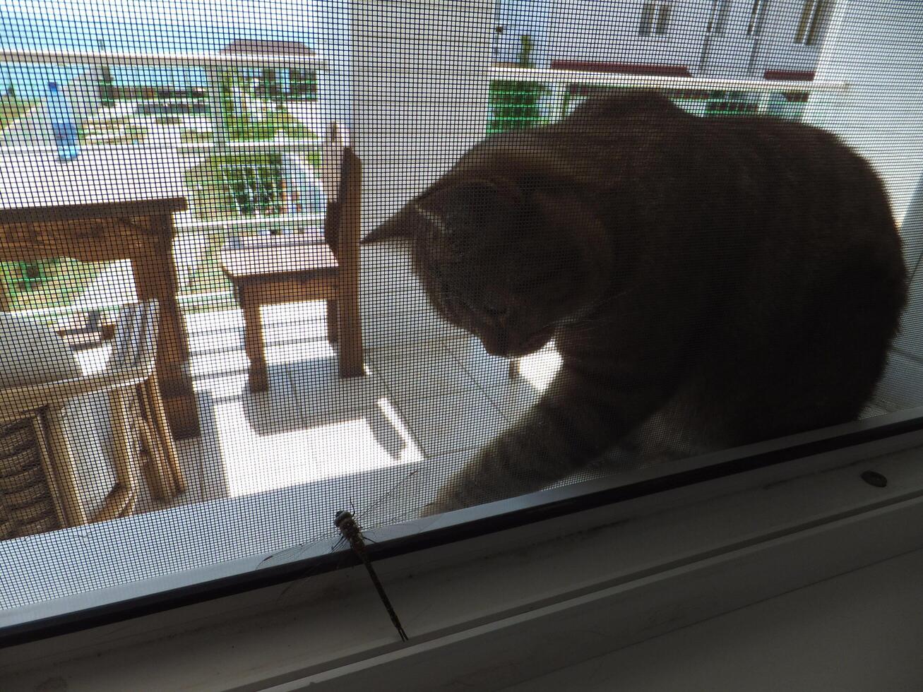 The cat looks at, hunts and tries to reach with its paw a dragonfly sitting on a mosquito net or window. photo