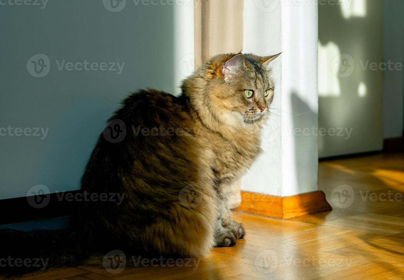A domestic cat sits on the wooden floor of a house under the sunlight. photo