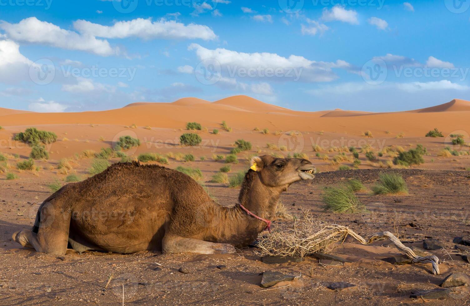 Camel on background of dunes, Sahara desert photo
