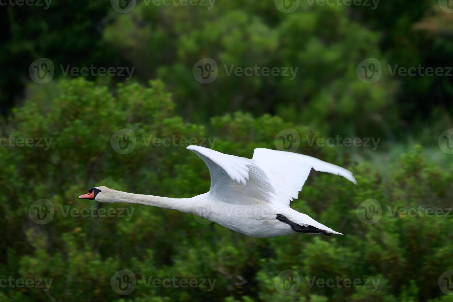 Mute swan flying over santona victoria and joyel marshes natural park photo