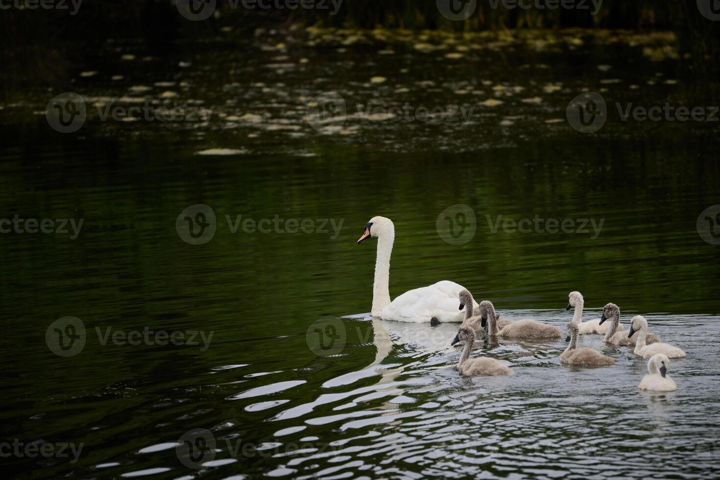 Mute swan and cygnets swimming in santona marshes photo
