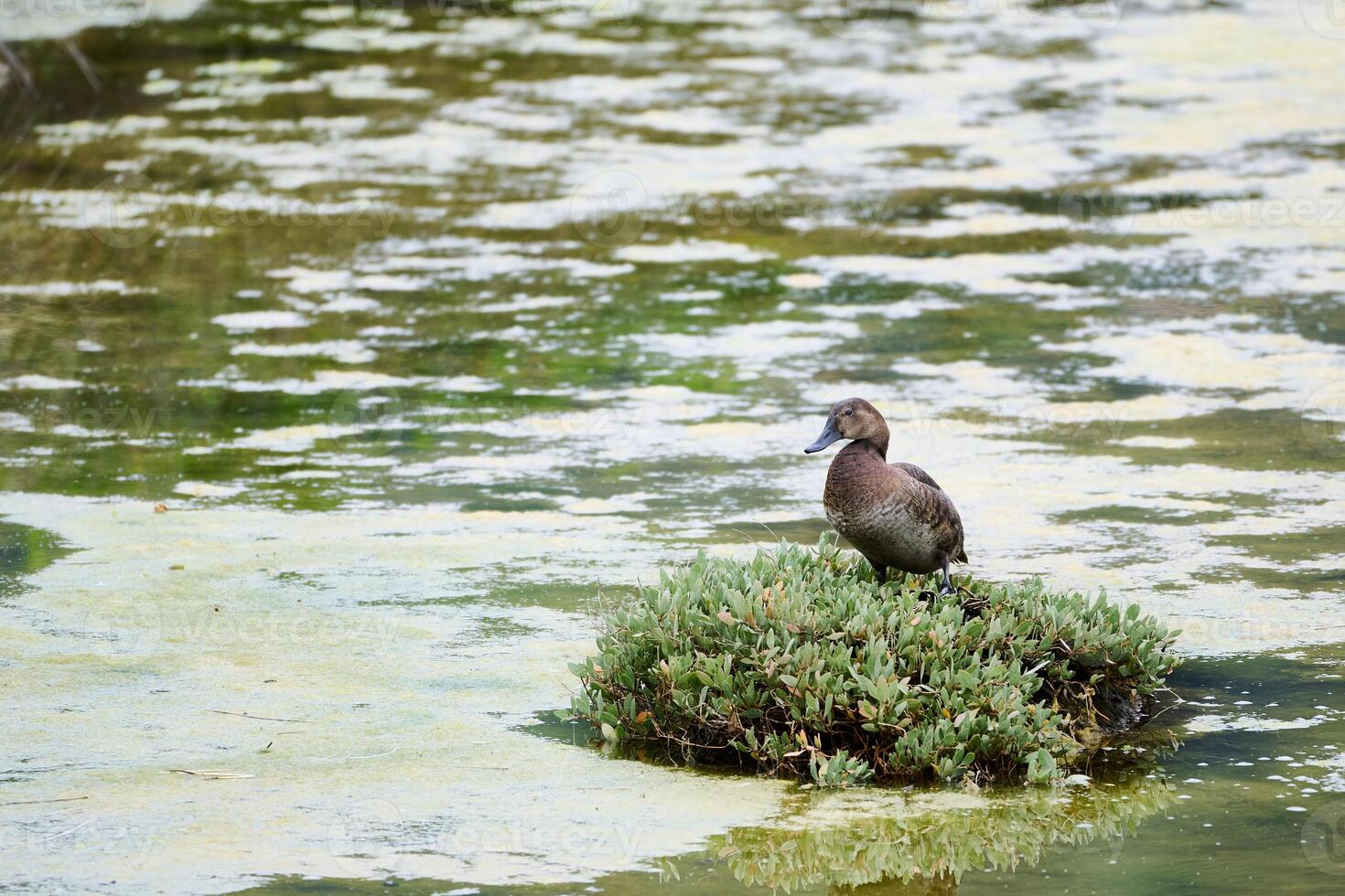 Common pochard duck standing on green algae in santona marshes, spain photo