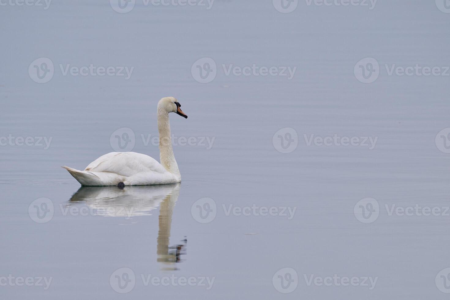 White swan swimming peacefully in santona victoria and joyel marshes natural park photo