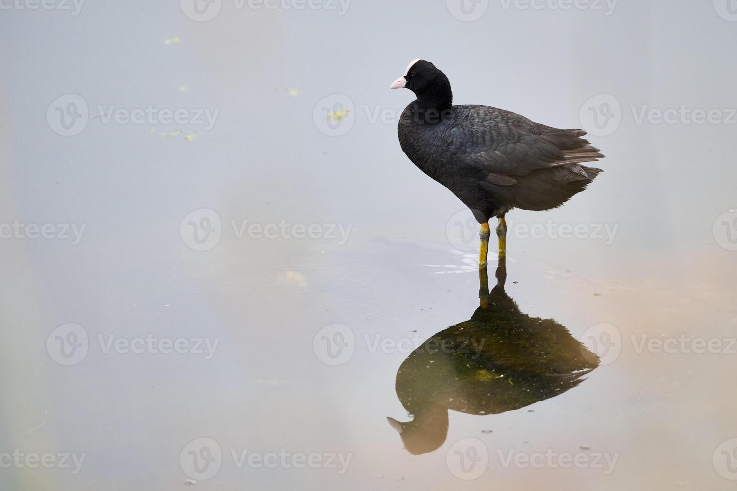 Eurasian coot standing in santona victoria and joyel marshes, reflecting in water photo