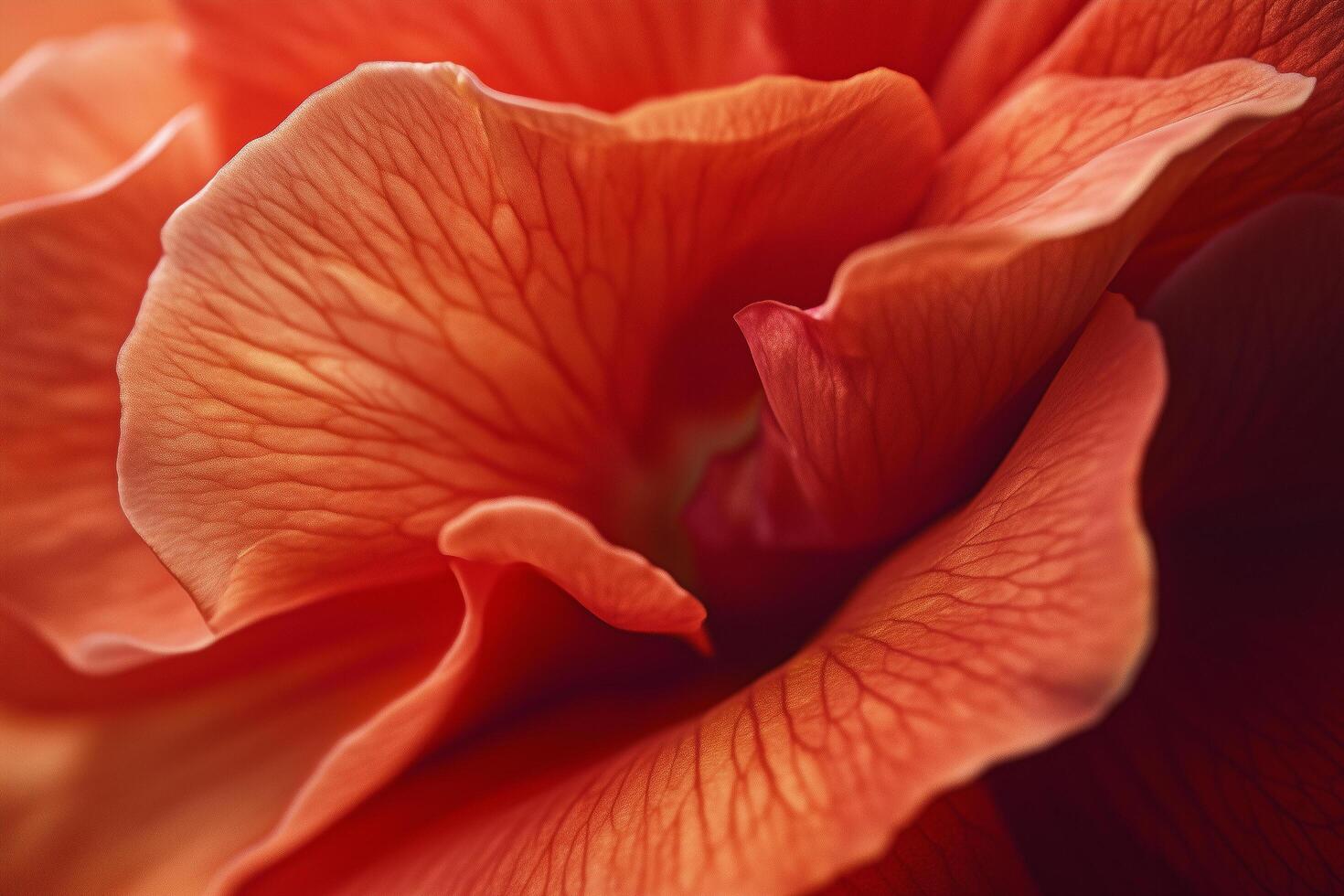 Macro Shot of Delicate Blooming Red Flower with Soft Warm Ligh photo