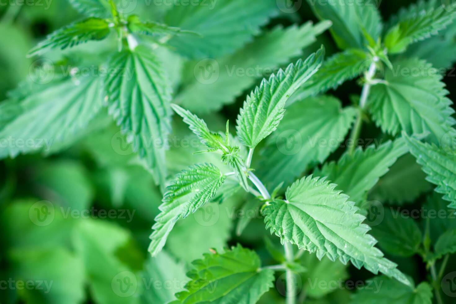 Nettle plant. Medical herbs in summer garden. photo