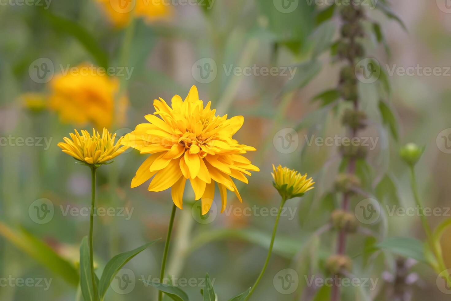Rudbeckia Golden ball flowers photo
