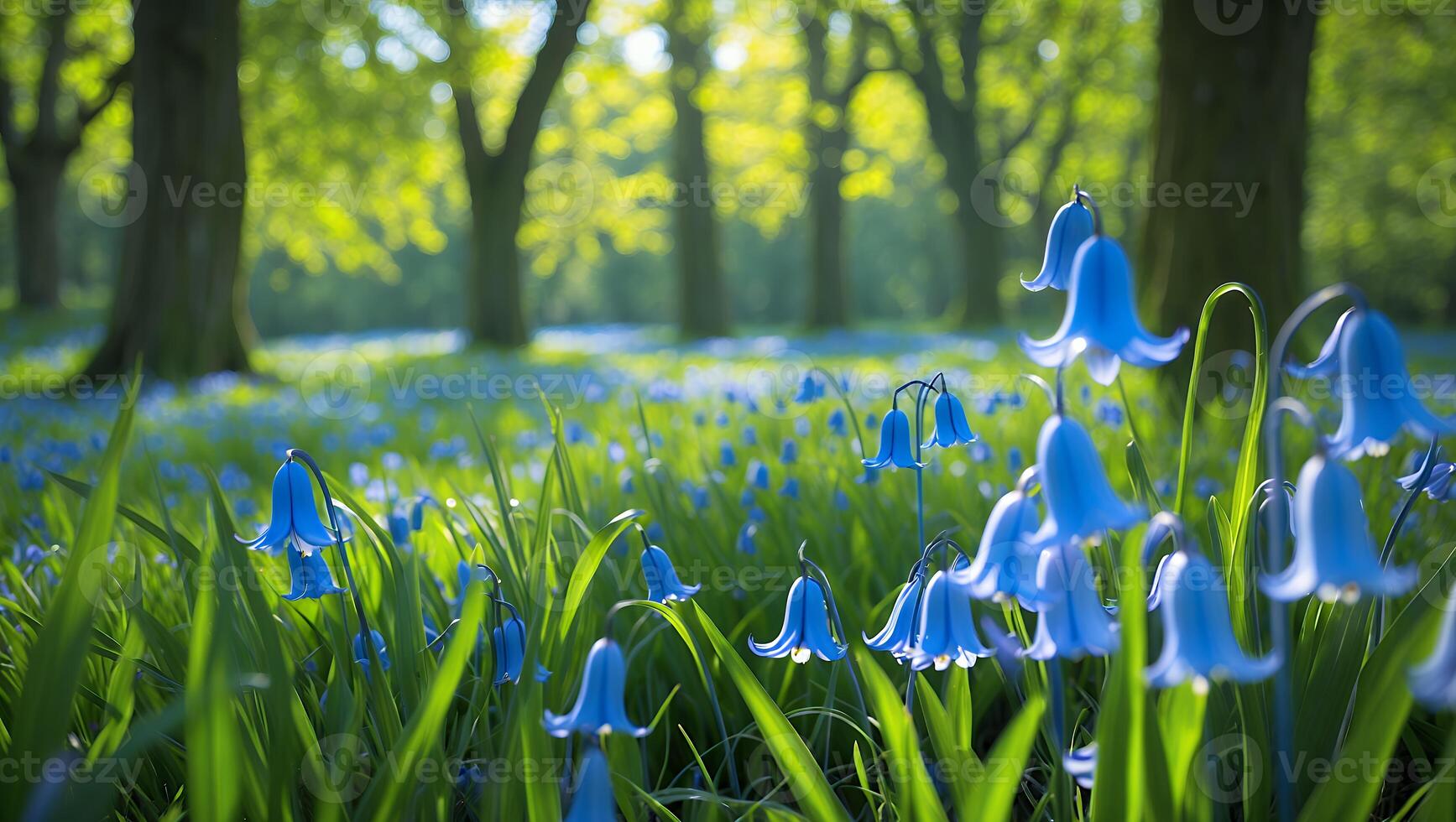 Bluebell Meadow Scene with Sunlight Filtering Through Trees in Background photo